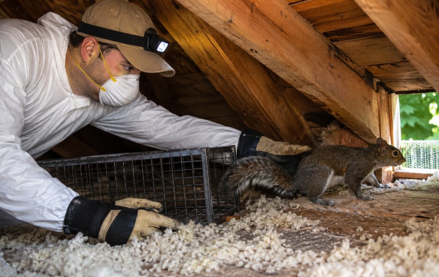 Humane attic squirrel removal in Sacramento, CA.