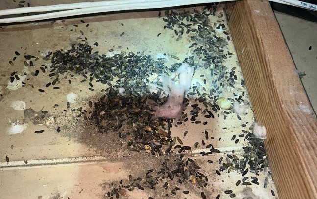 rodent droppings in sacramento home attic