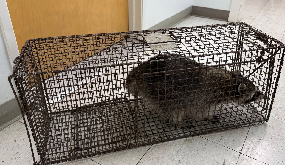 trapped raccoon in sacramento home