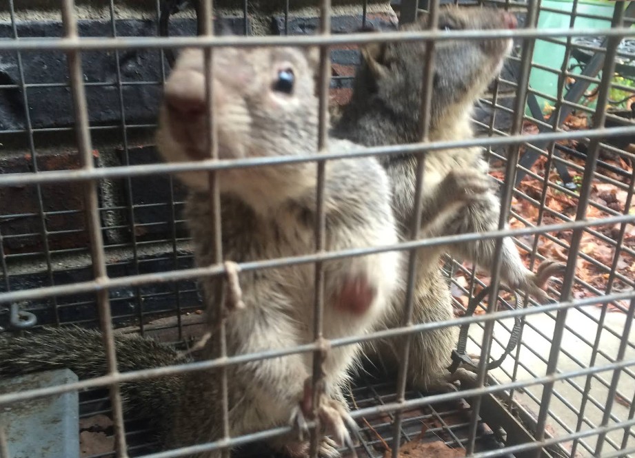 trapped squirrel in sacramento home