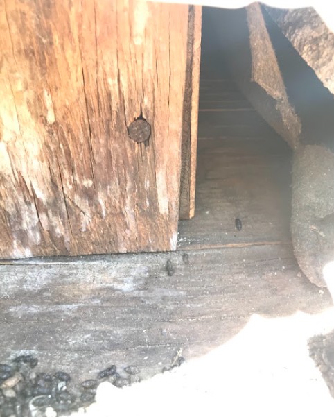 mice dropping in sacramento home