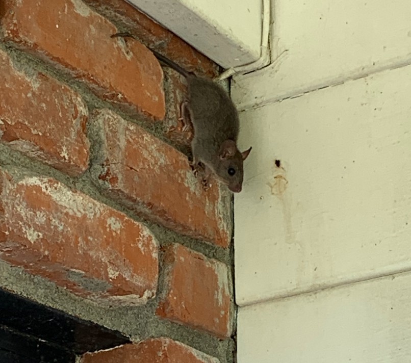rat in sacramento home wall