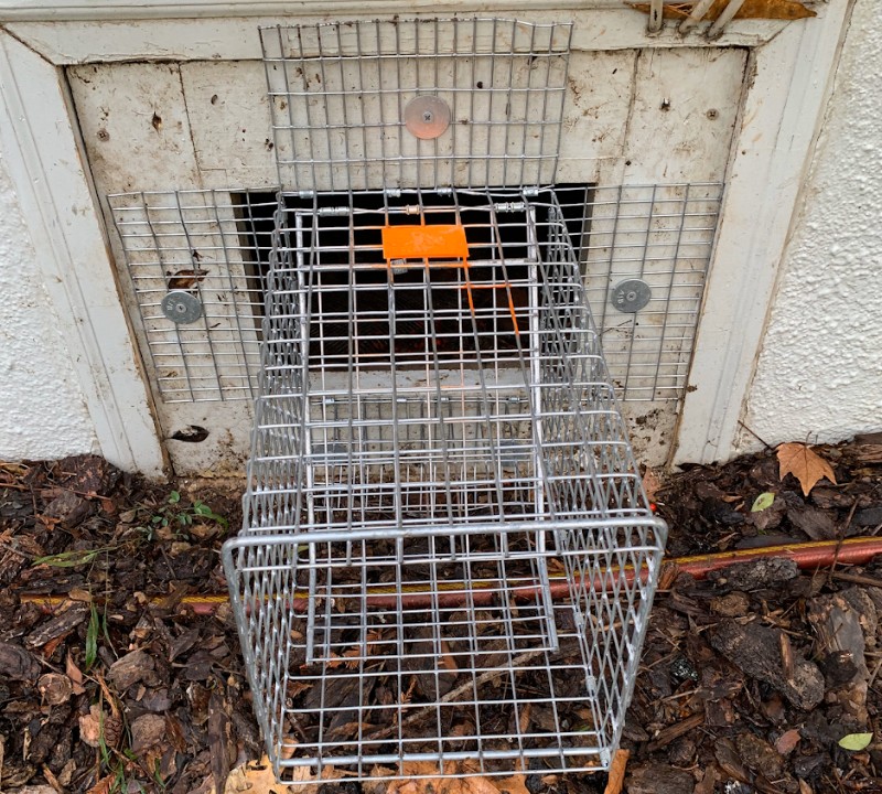 rodent trap set in sacramento home vent gap