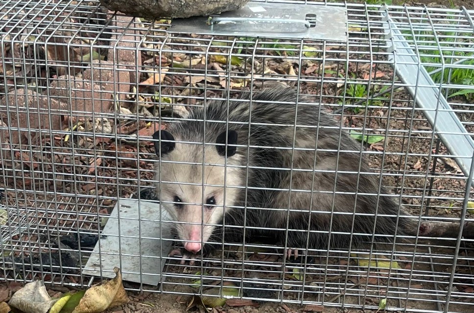 rodent trapped in sacramento home gardent