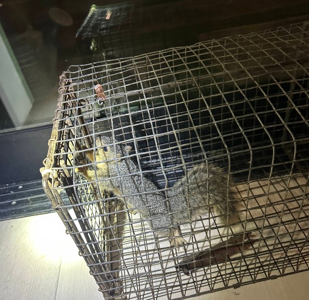 rodent trapped in sacramento home
